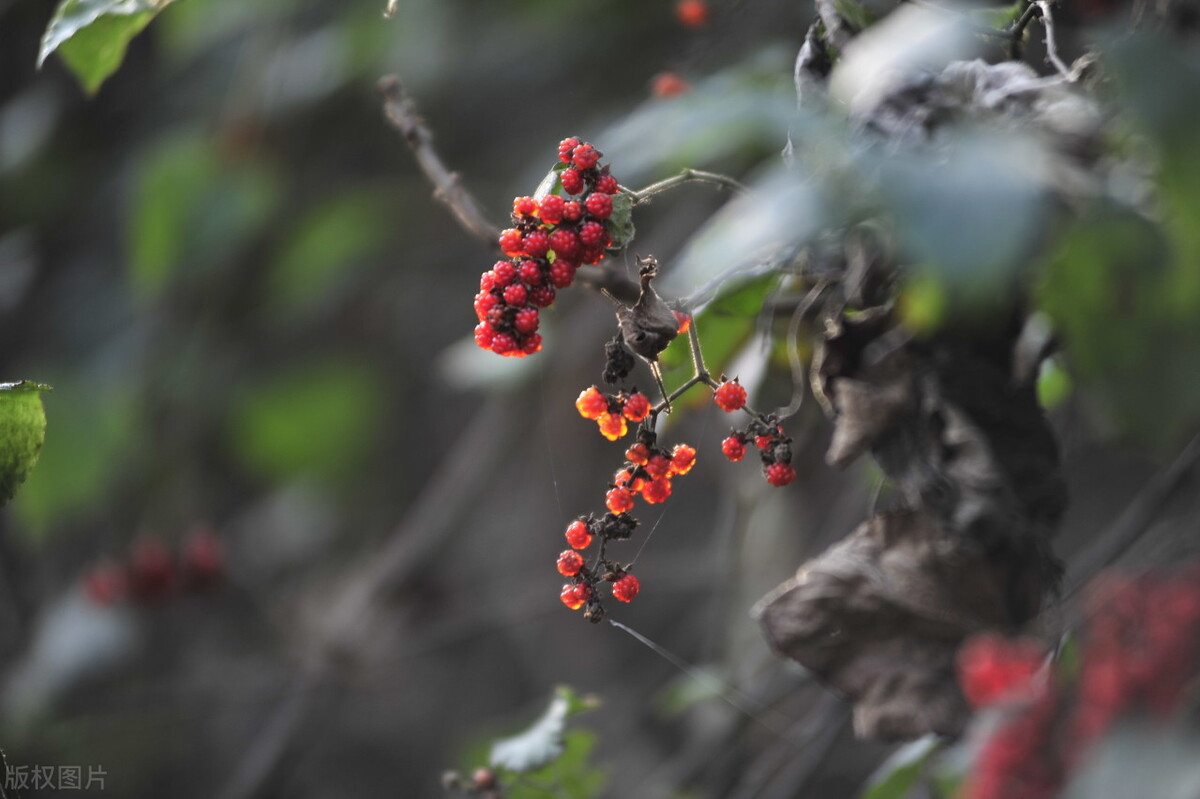 原创散文：冬天的思念