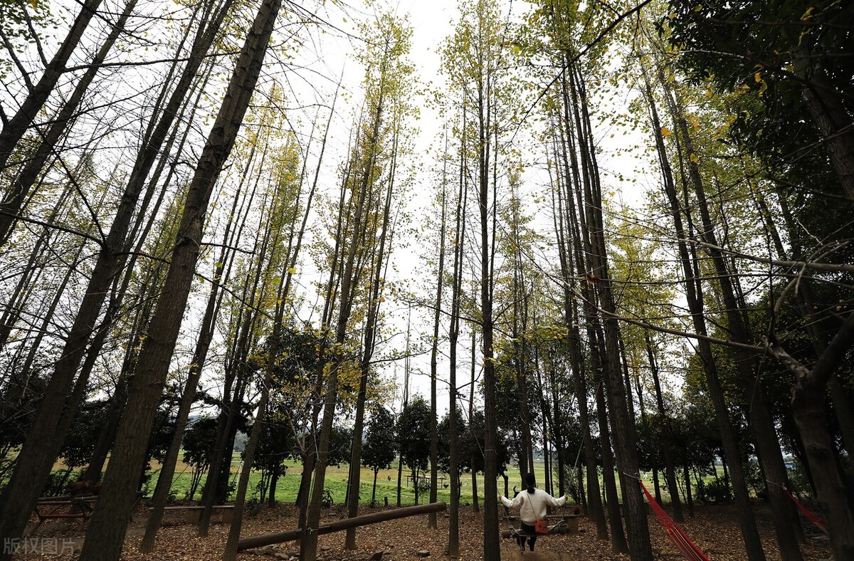 散文：错过也是一种幸福