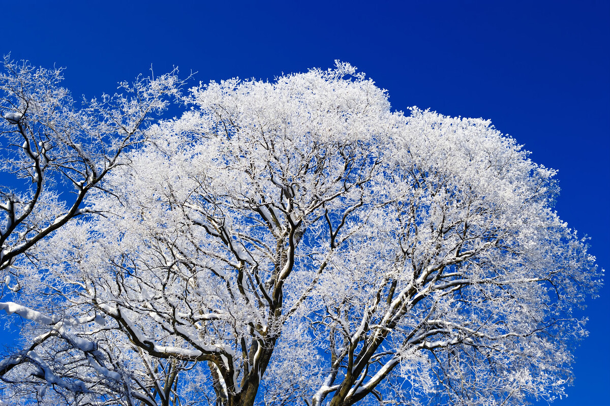 想念就像那洁白的雪花