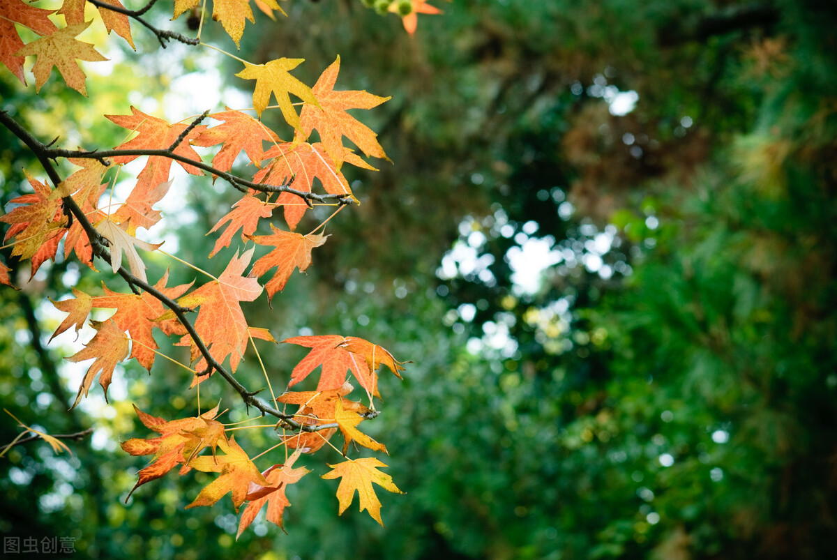 在这个清凉的季节里，我静默独行