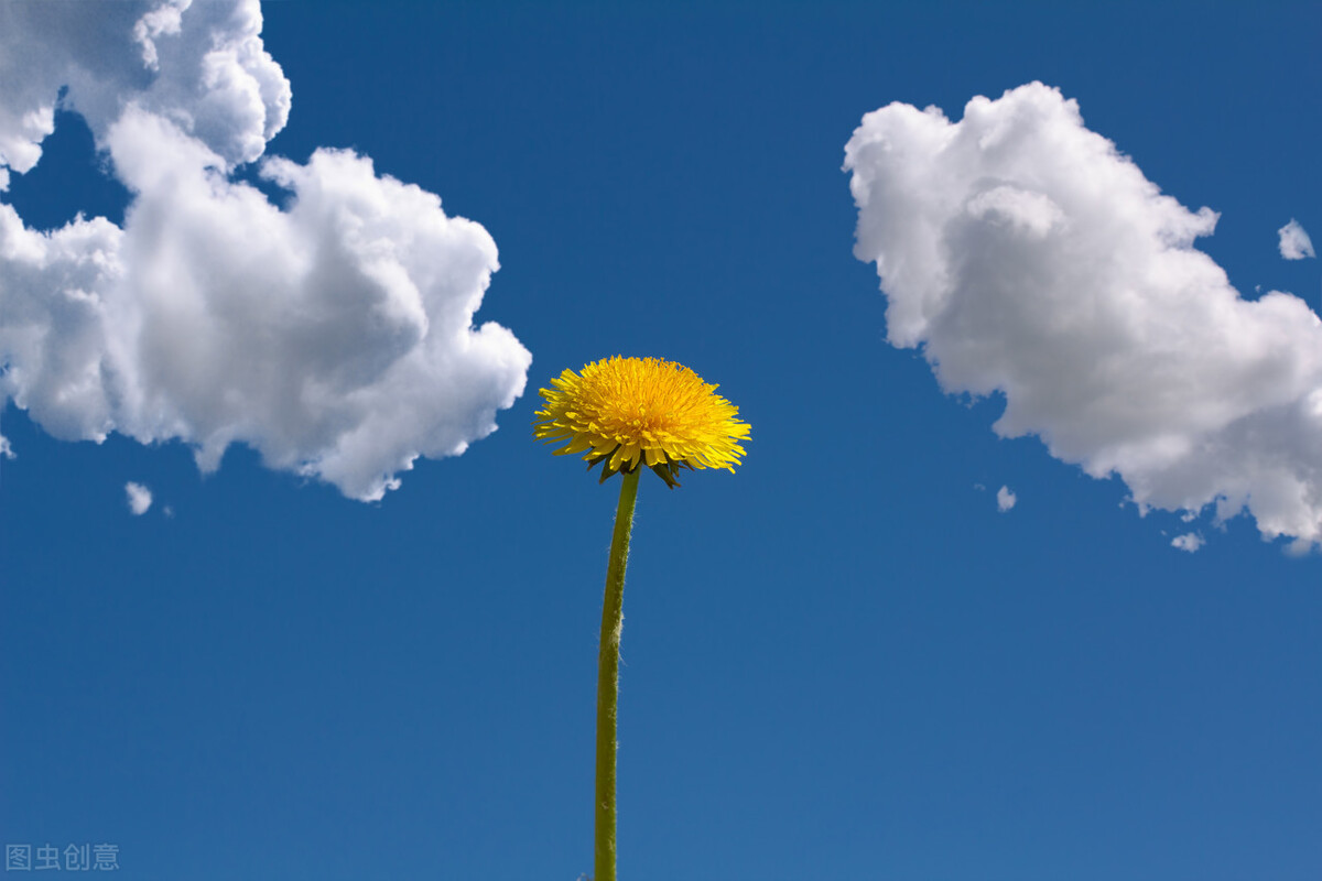 又是一年枫叶红