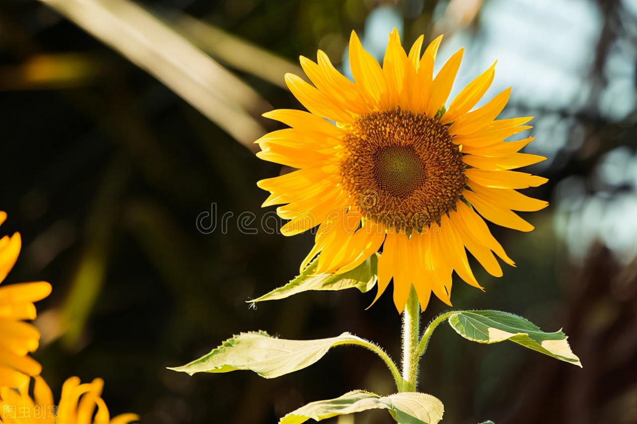 描写乡村的美文（山里人家的腌菜）