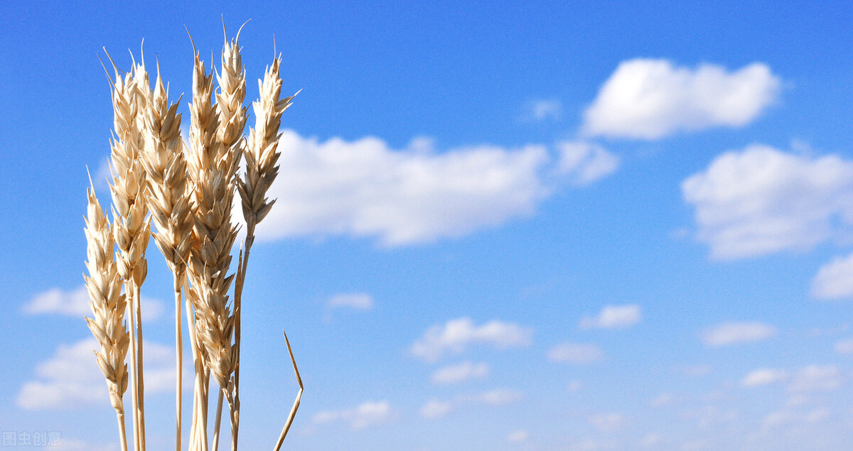 在那个遥远的城市漂泊久了，不知还有多少温情的时光